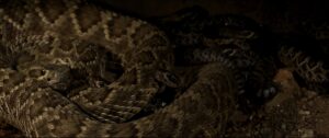 Rattlesnake in low light.